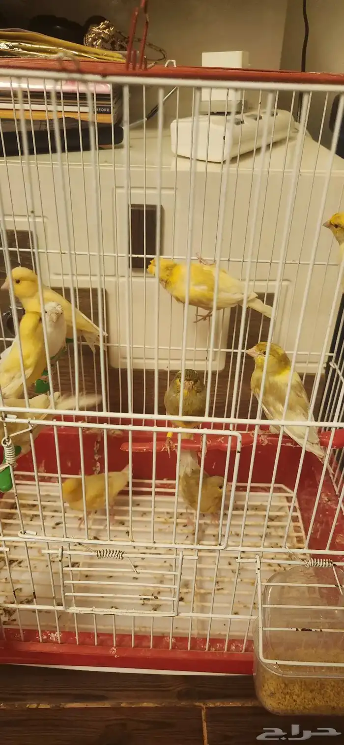10 ذكور كناري مغرده 5