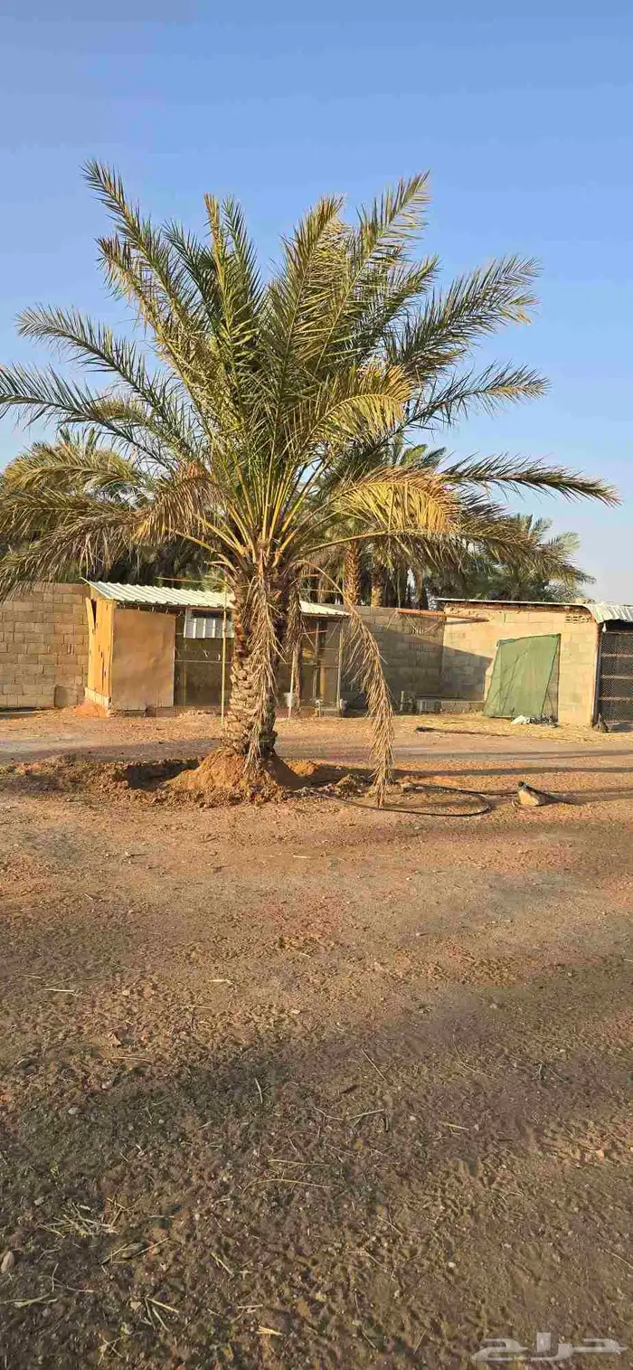 نخلتين خلاص منتج الطول من المترين و نص الى الثلاثه 0
