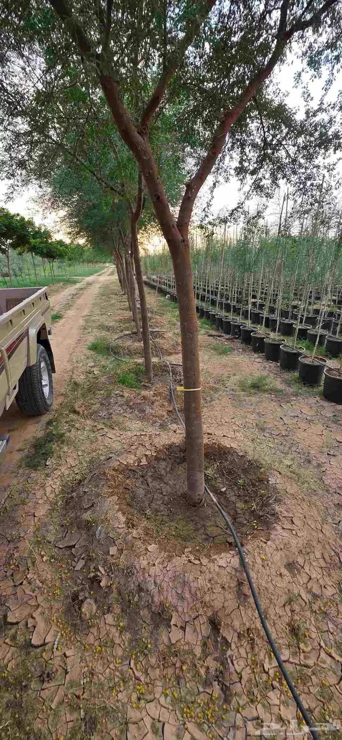 قرض_ وطلح _وسدر جميع الأحجام متوفرة  نجران 0