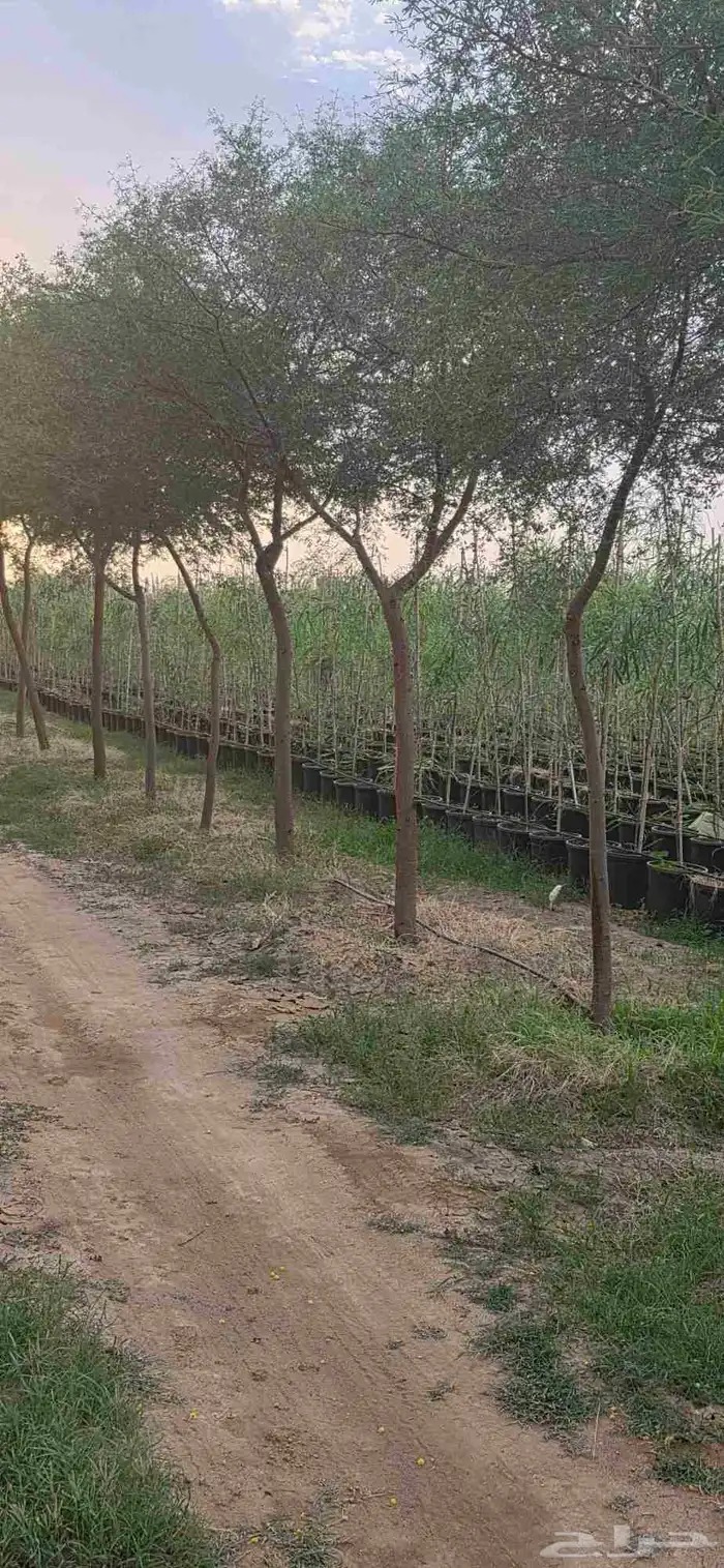 قرض_ وطلح _وسدر جميع الأحجام متوفرة  نجران 2