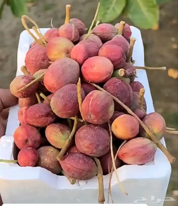 لوز بجلي بيذام 9