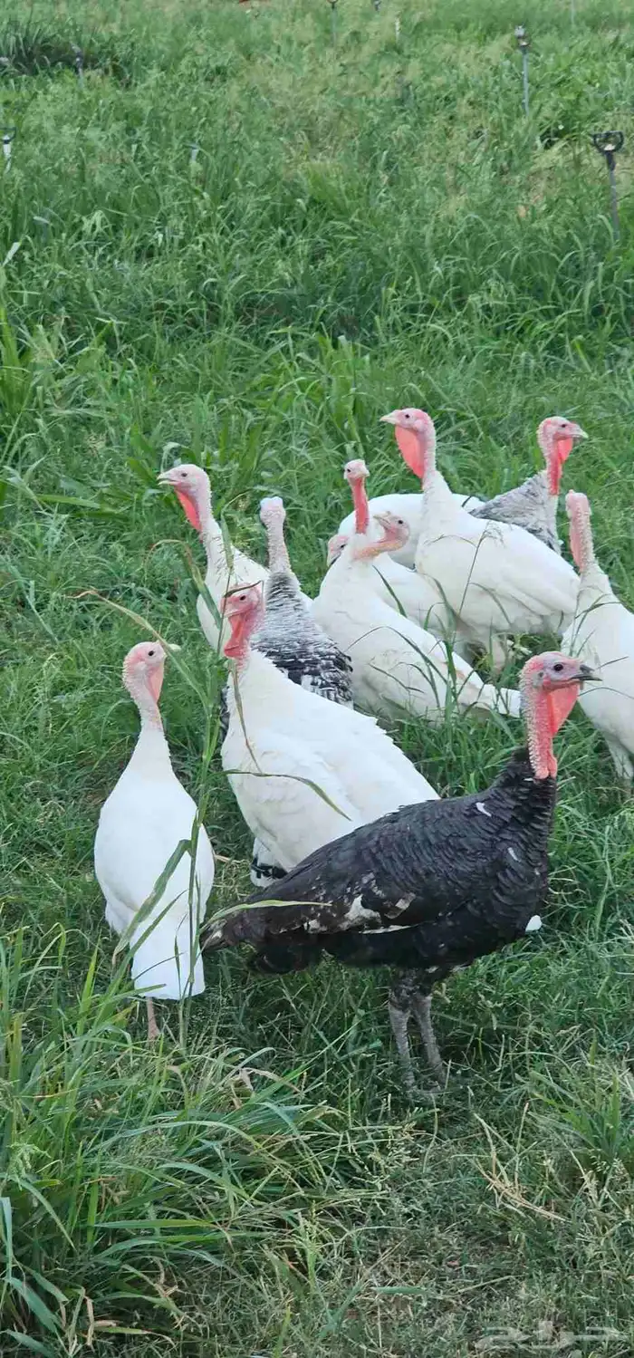 دجاج رومي للبيع 2