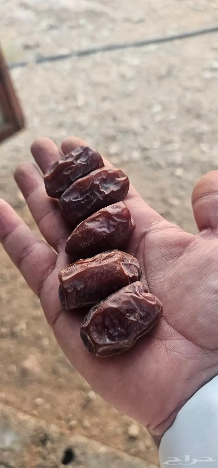 تمر خضري 0