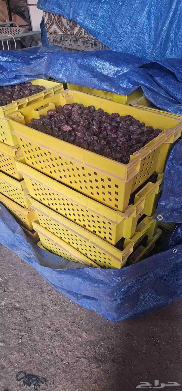 تمر خضري 2