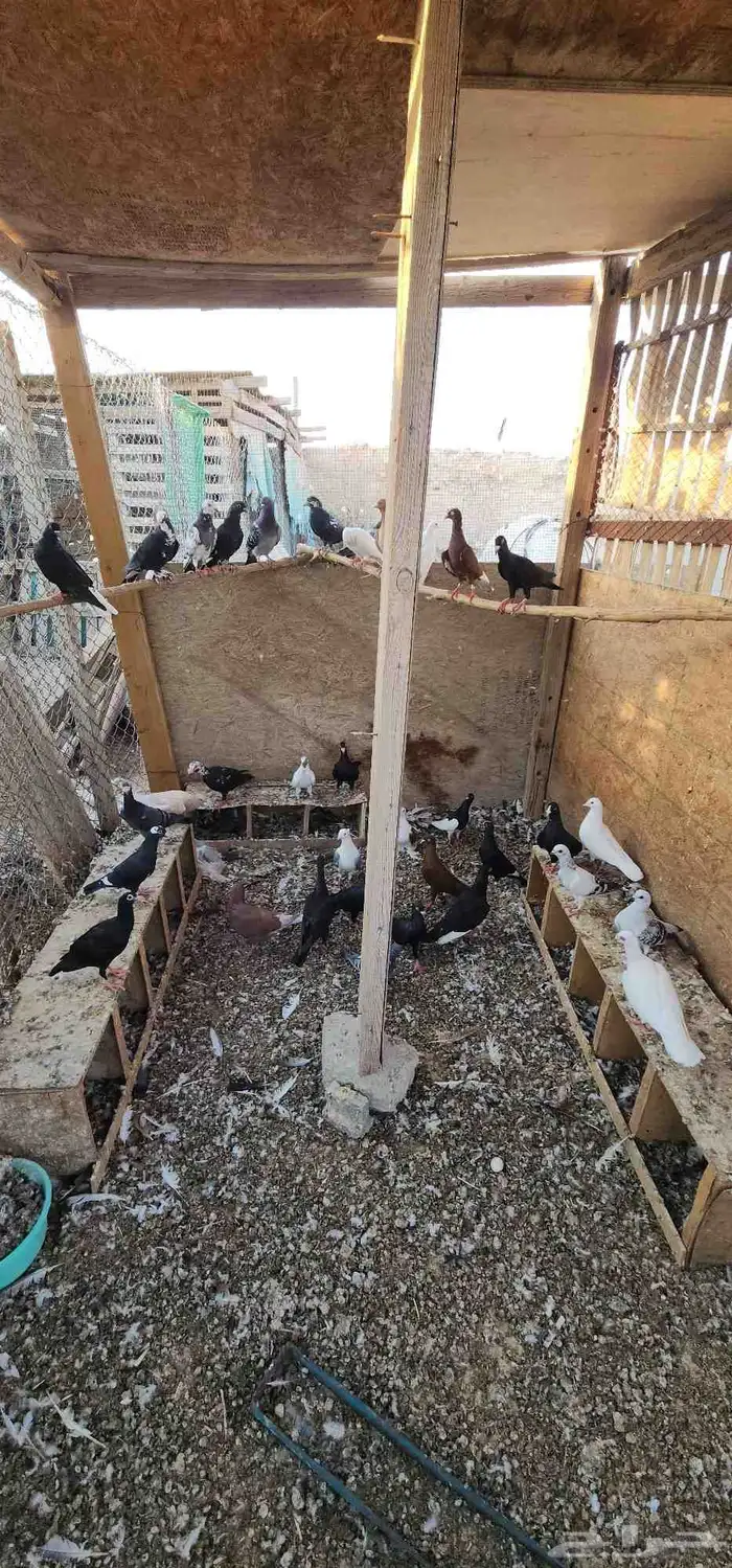 حمام زينه شرط النظافه والإنتاج 0