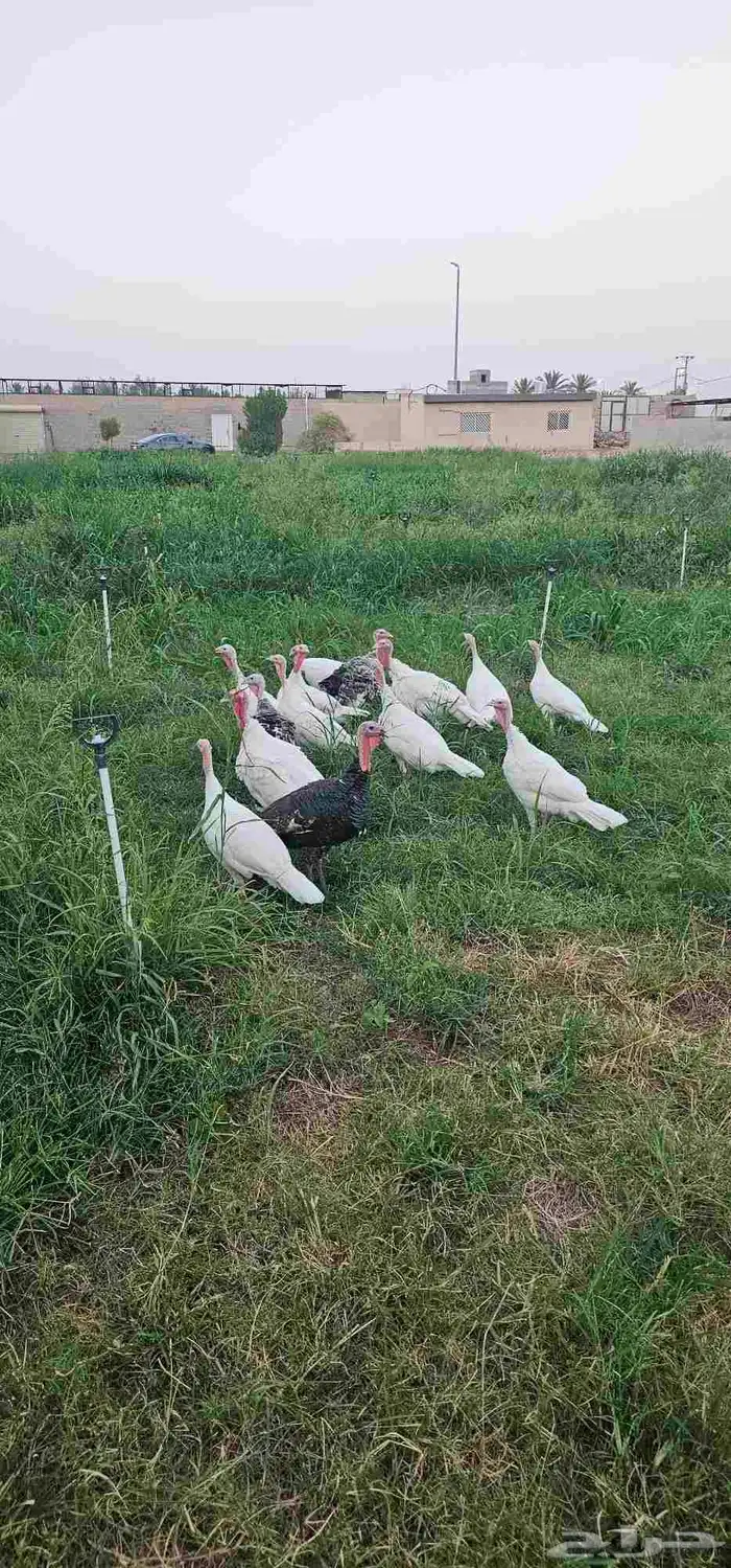 دجاج رومي للبيع 1