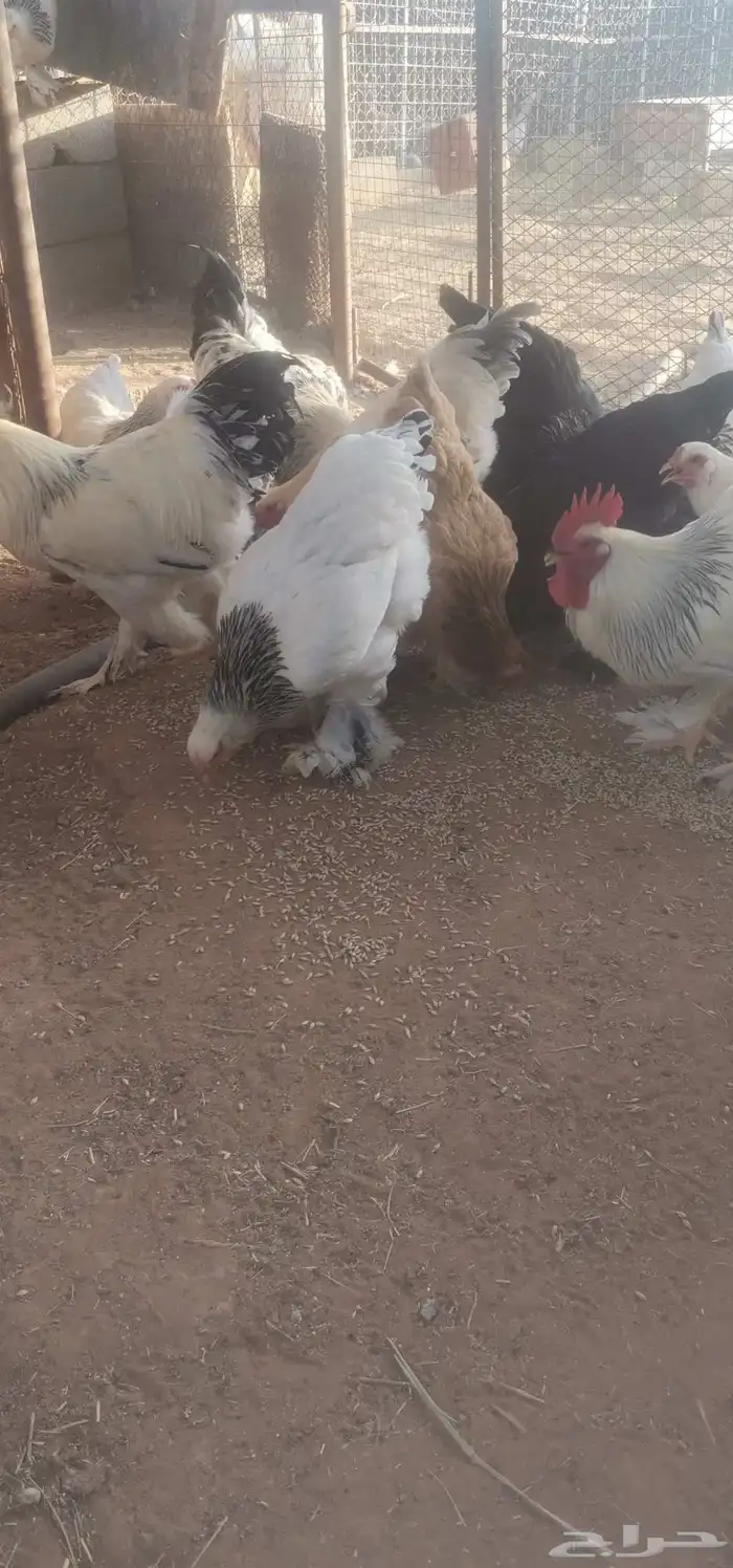 دجاج براهما احجام فاخره 0