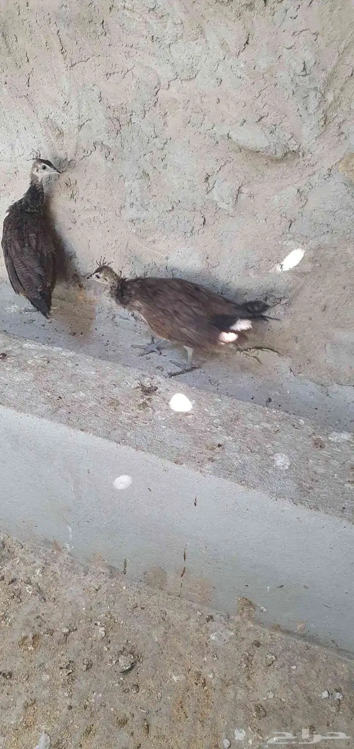فروخ طاووس هندي 3