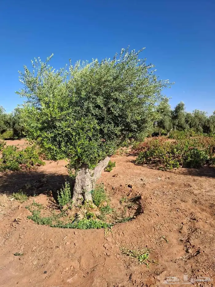 اشجار زيتون معمر جميع المقاسات 4