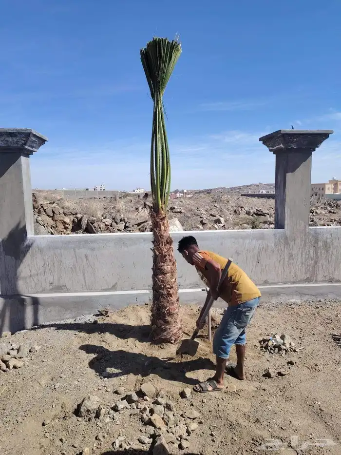 يوجد الدنيا جميع انواع النخيل الزينه والعربي 4
