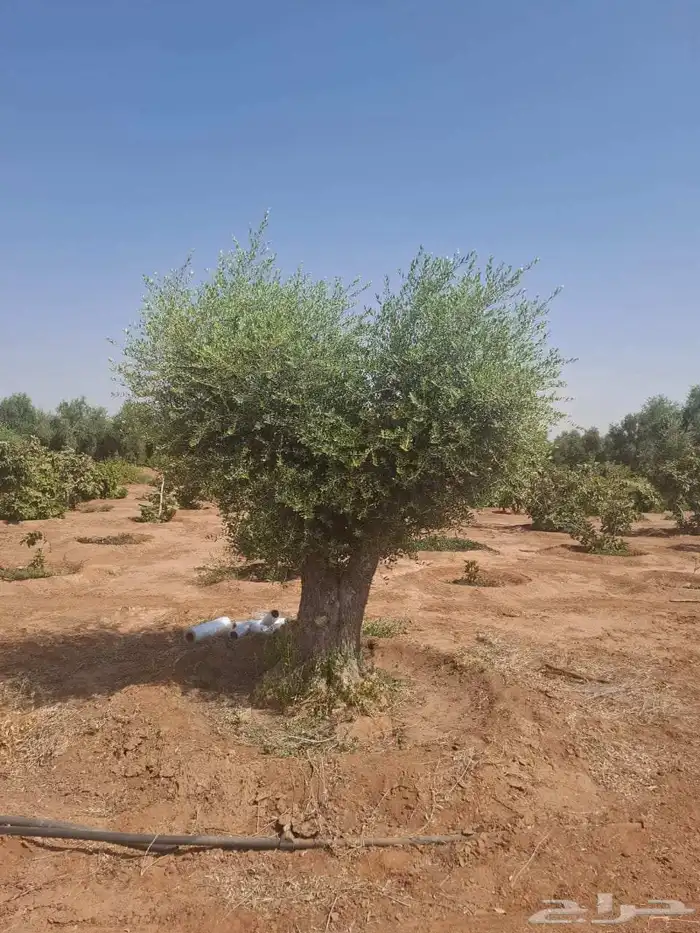 شجره الزيتون جميع المقسات ونخيل عربي 6