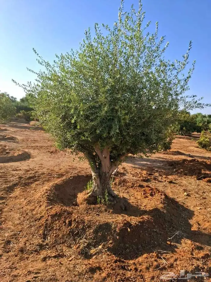 شجر زيتون اعمار كبيره 2