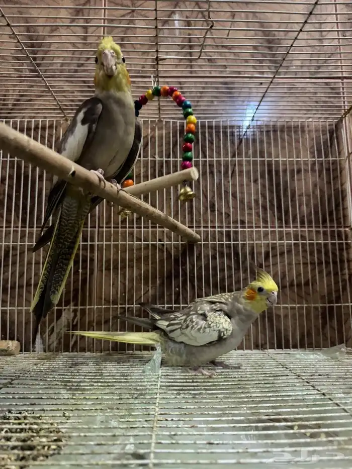 طيور كروان زوج السعر 225 ريال التواصل والاستفسار وتساب 3