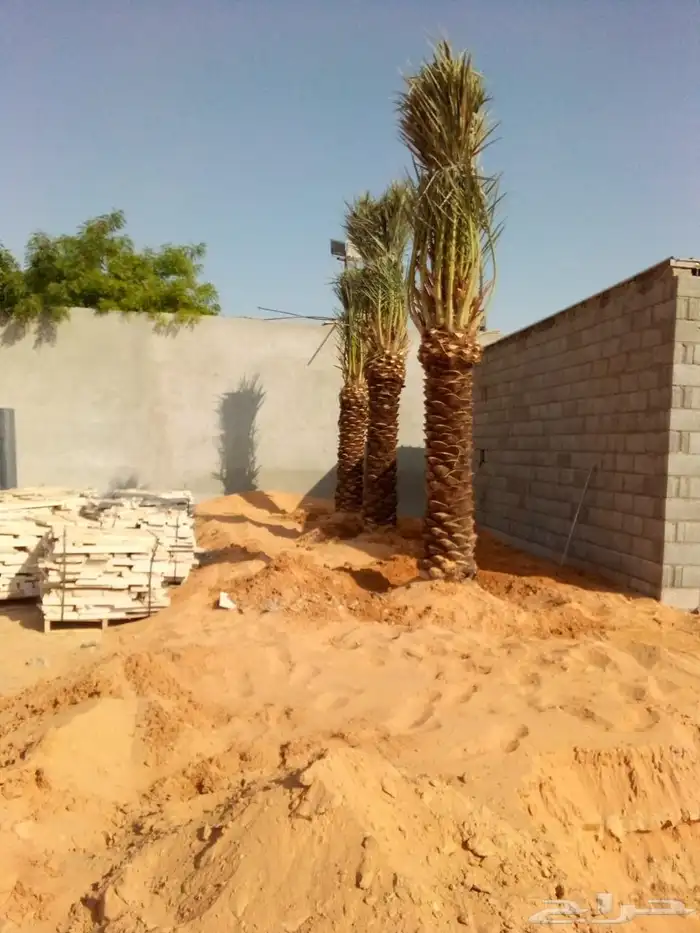 نخل مثمرة اخلاص برحي سكري صقعي مجدول برحي هلالي شيشي عجوه رو 3
