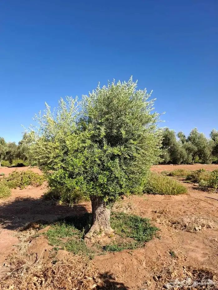 اشجار زيتون معمر جميع المقاسات 6