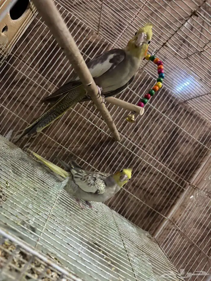 طيور كروان زوج السعر 225 ريال التواصل والاستفسار وتساب 2