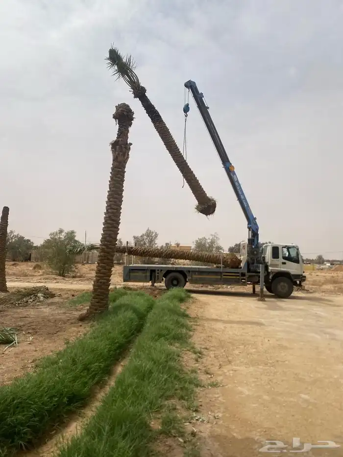 لدينا جميع انواع النخيل فسائل نقايل جثايث نخيل طيب 3