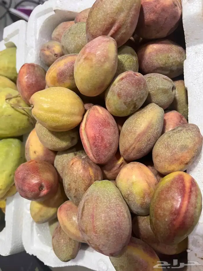 لوز بجلي بيذام 10