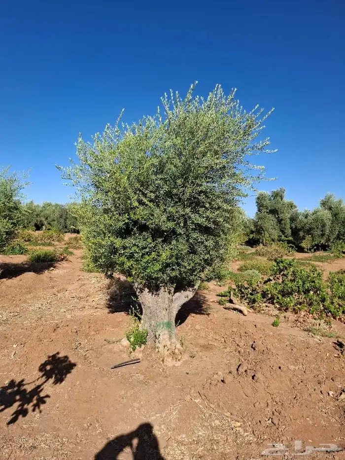 اشجار زيتون معمر جميع المقاسات 2