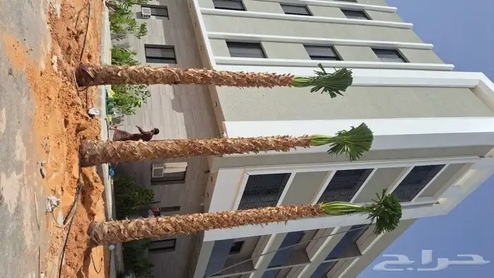 نخل زينه وشنطني ونخل عربي 8