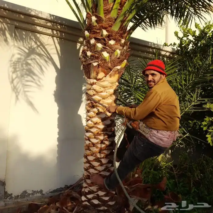 تكريب عسف انخيل 5