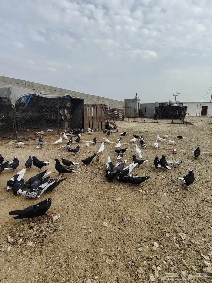 حمام قطايف قلاب بالمجاردة 8