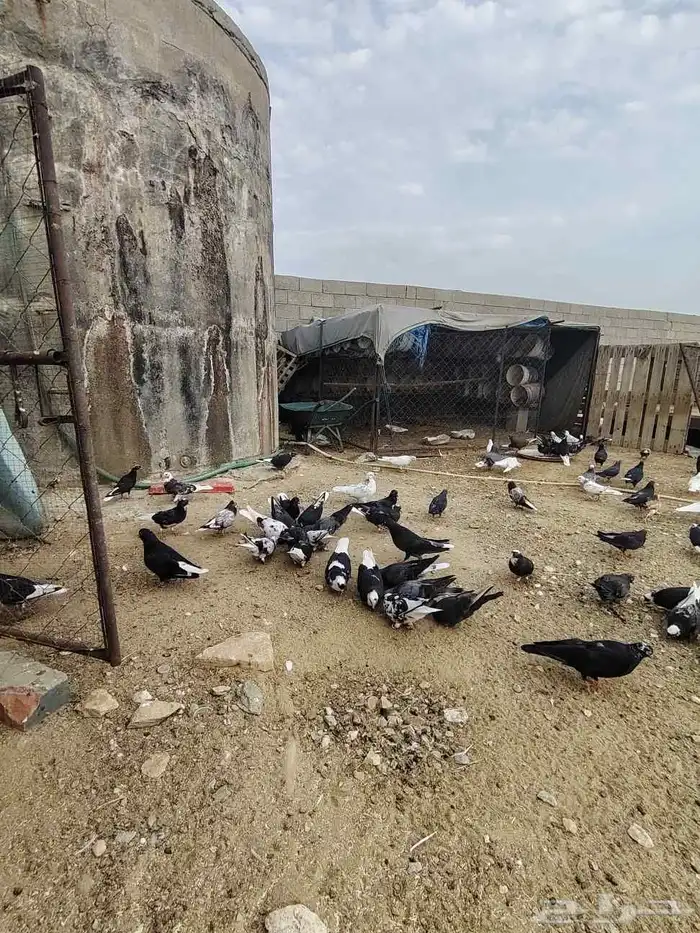 حمام قطايف قلاب بالمجاردة 4