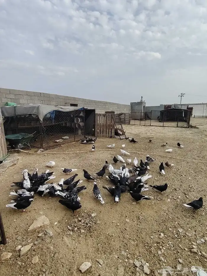 حمام قطايف قلاب بالمجاردة 7