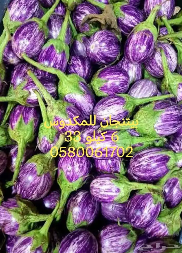 ملوخية خضرة جيزانية 1