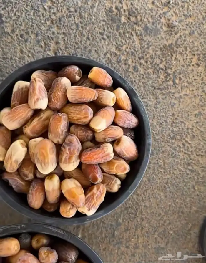 نخيل نوايع شمشوله حوشانه نبتت الحصان خلاص ملوكي نجلاء 9