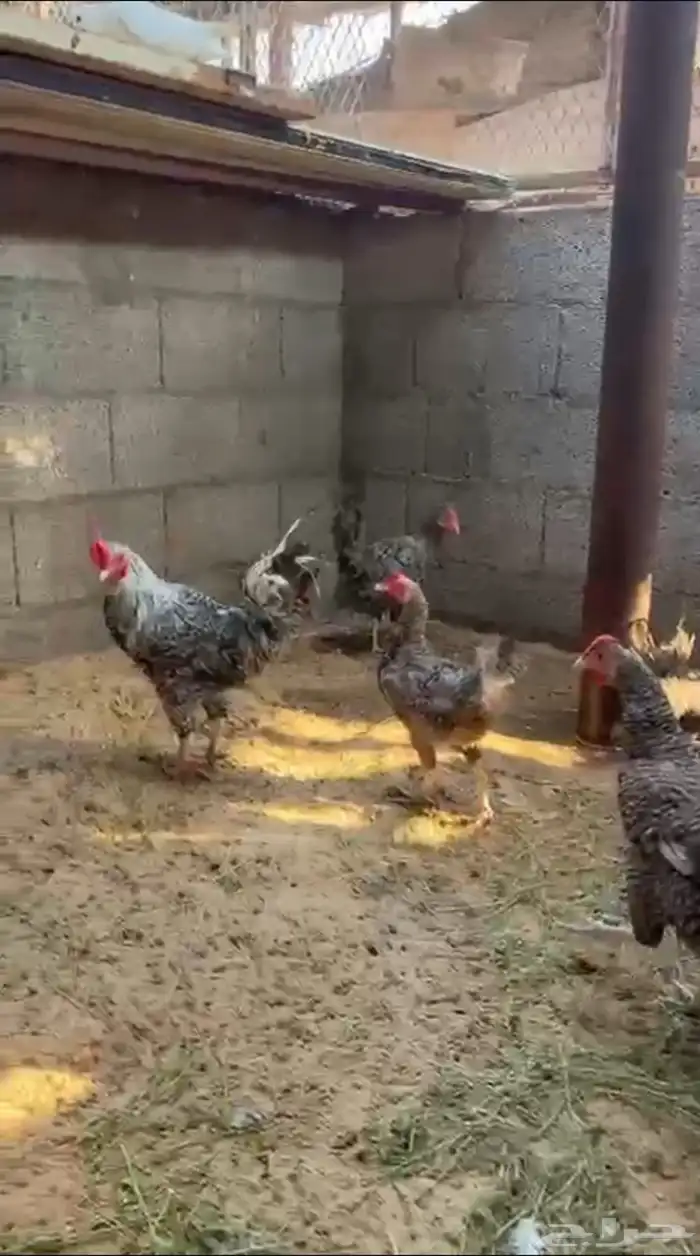 دجاج وحمام 1