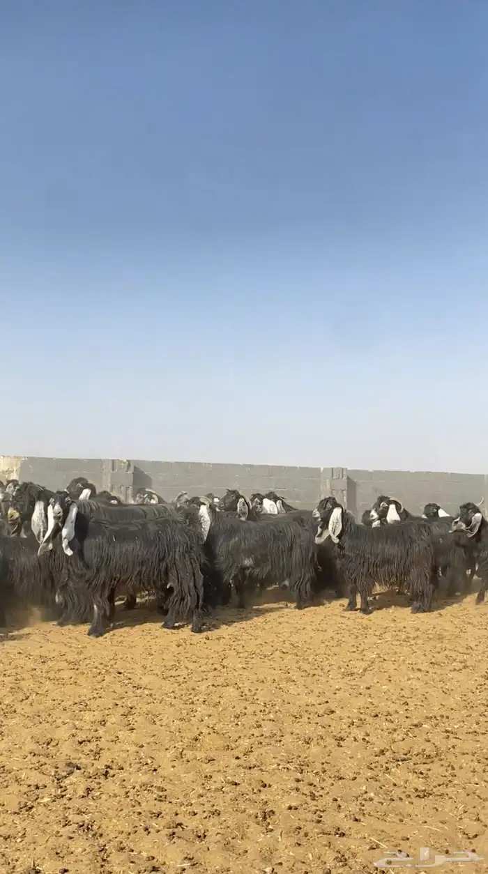معزا عوارض مراح خوات بعض صنف 5