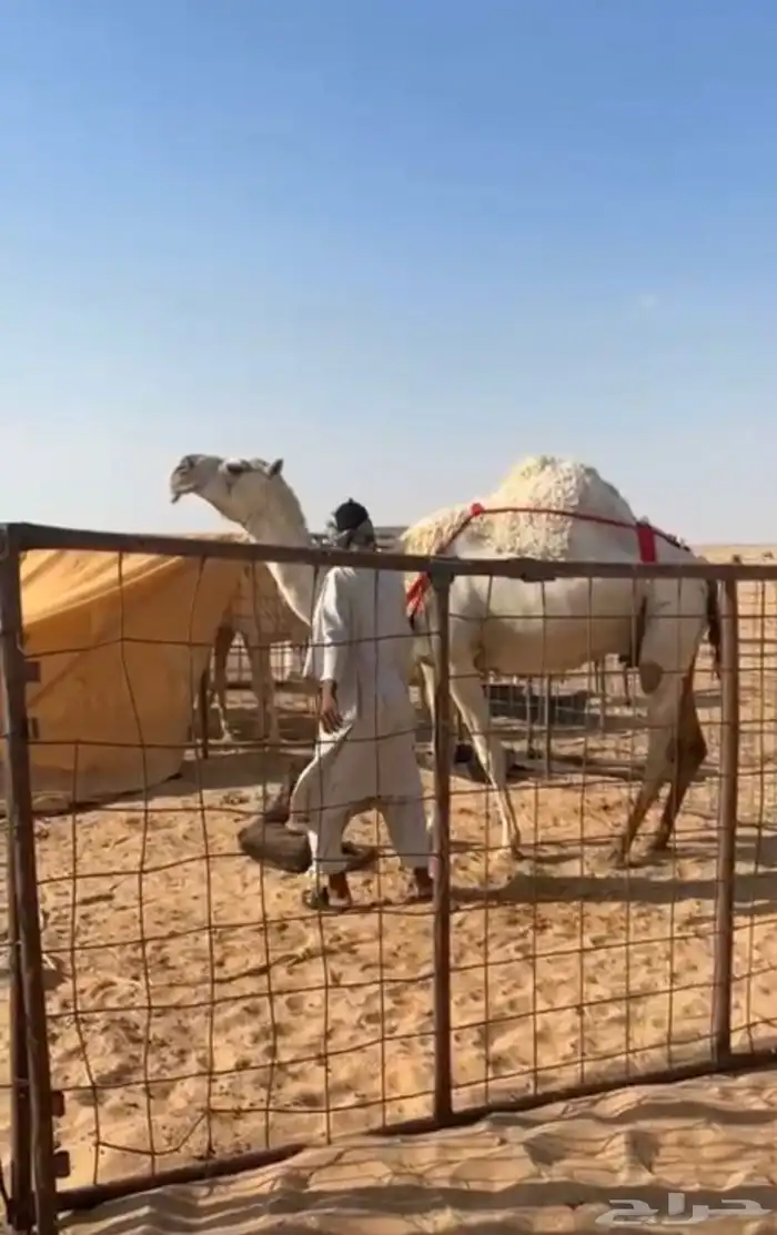 خلفه وضحا هديه 0