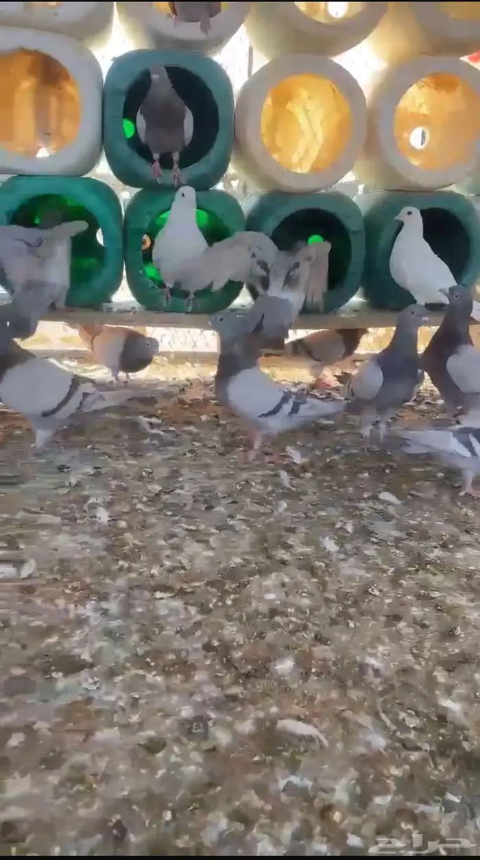 دجاج وحمام 2