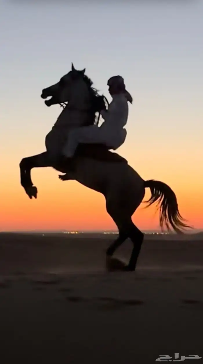 حصان جزيري 5