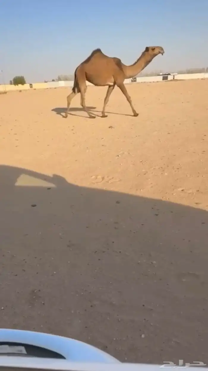 للبيع بكره لقيه لقحه 2