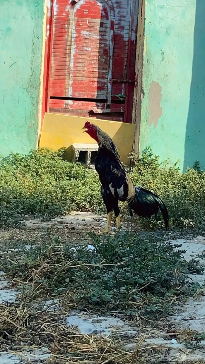 ديك مشروط ما شاء الله تبارك الرحمن 0