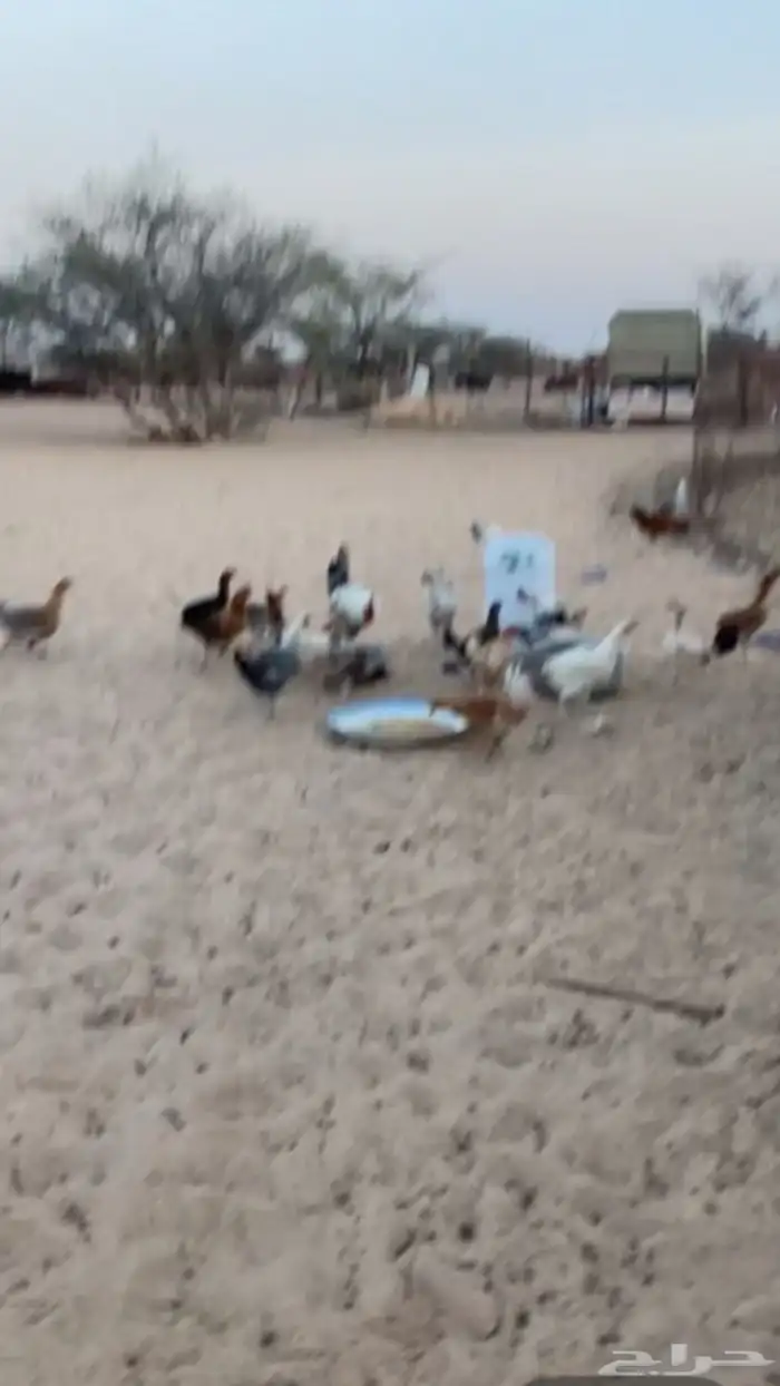 دجاج بياضي شرط  واتساب 2