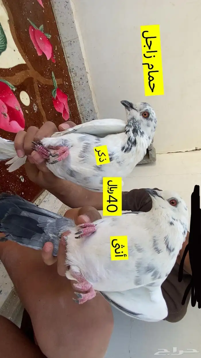 حمام زاجل لون نادر 0