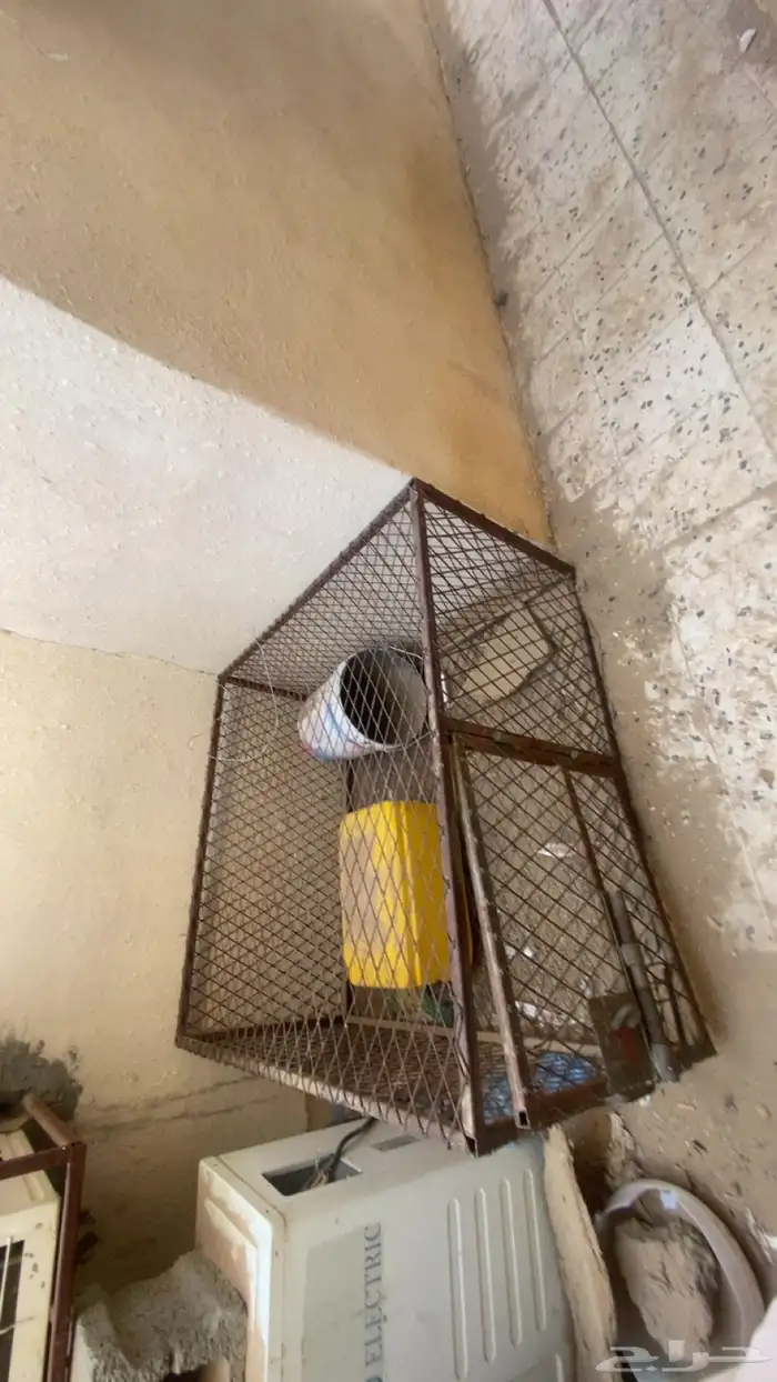 شبك نضيف على السوم 1