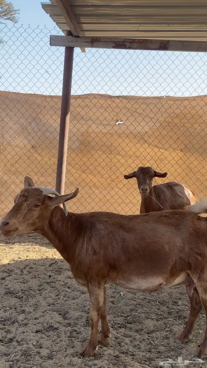 معزاء للبيع 1