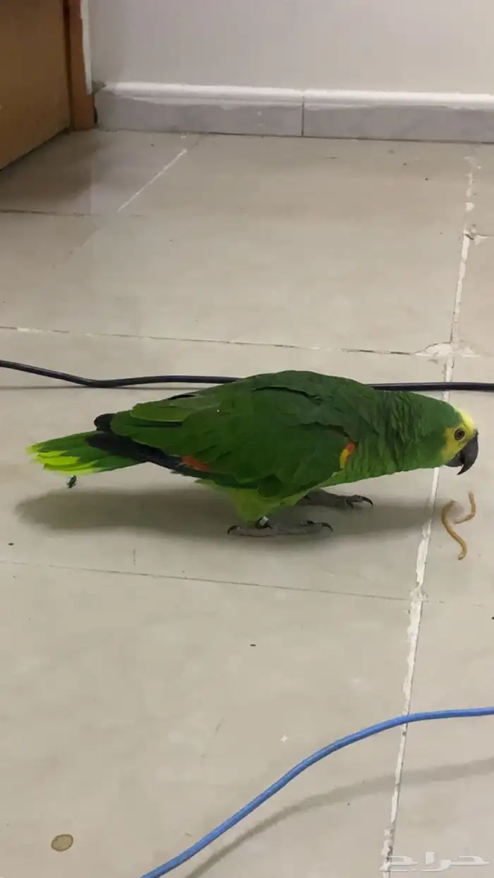 امزوني بلوفرنتد جاكو اليف . تم البيع 1