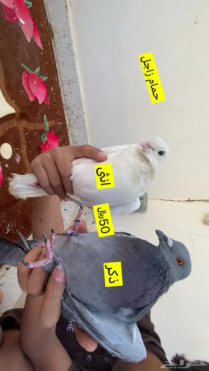 حمام زاجل لون نادر 1