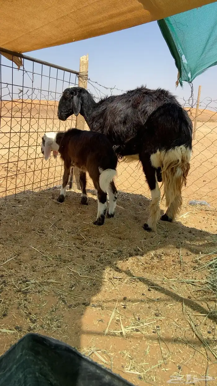 للبيع خلفه مهجنه تحته خروف سنه سديس او تام 1