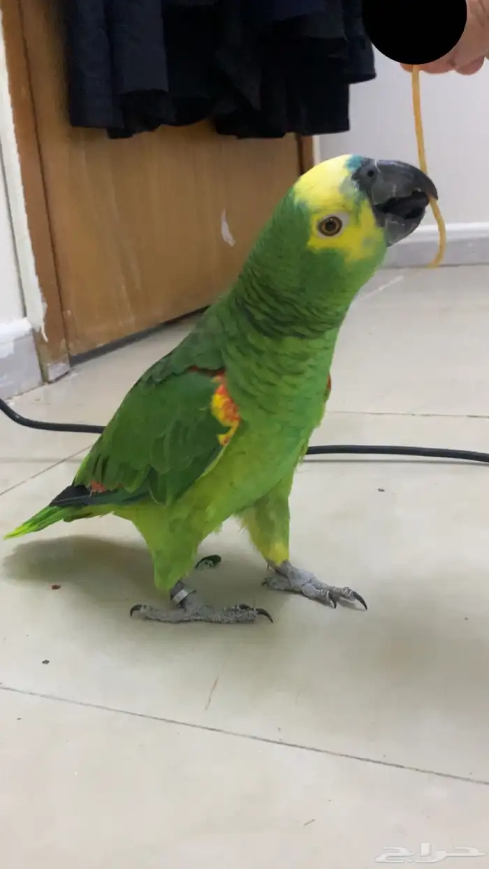 امزوني بلوفرنتد جاكو اليف . تم البيع 0