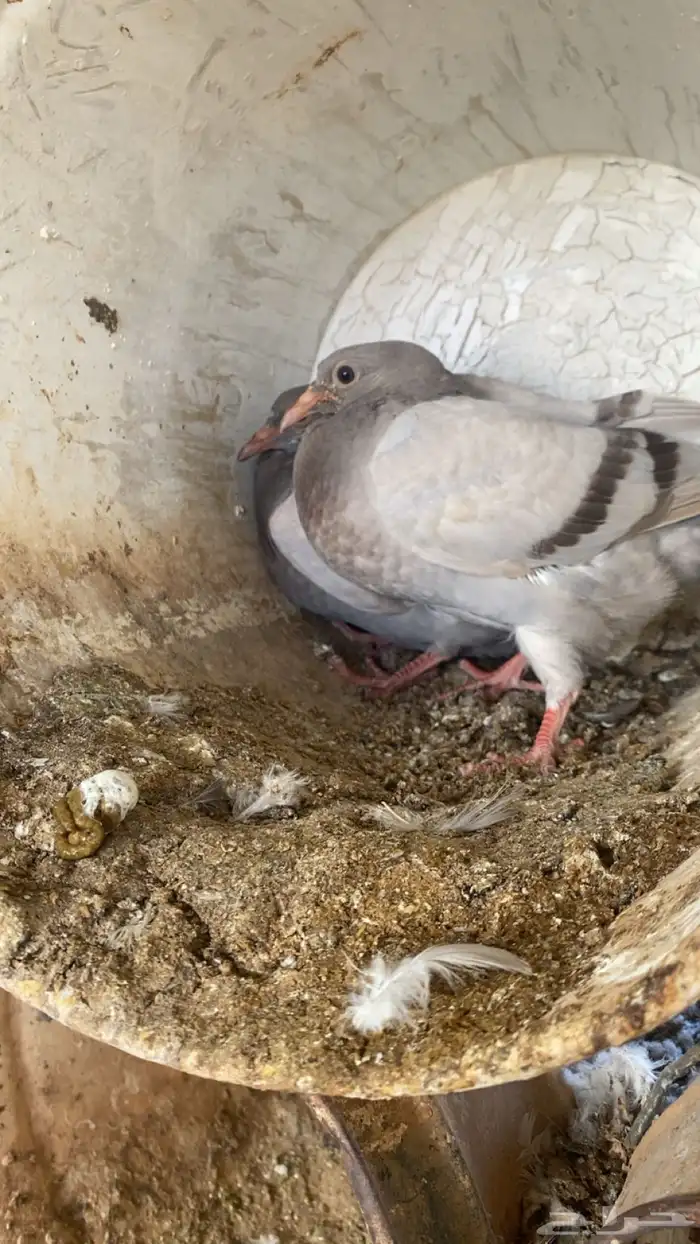 زغاليل سلفر سوبر جامبو 0