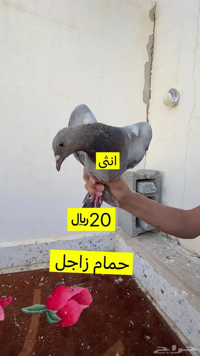 حمام زاجل لون نادر 3