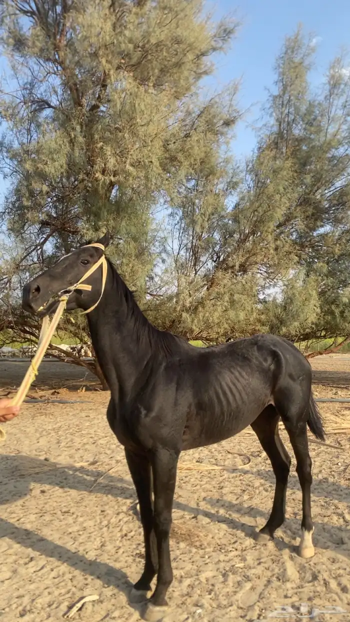 حصان للبيع 2