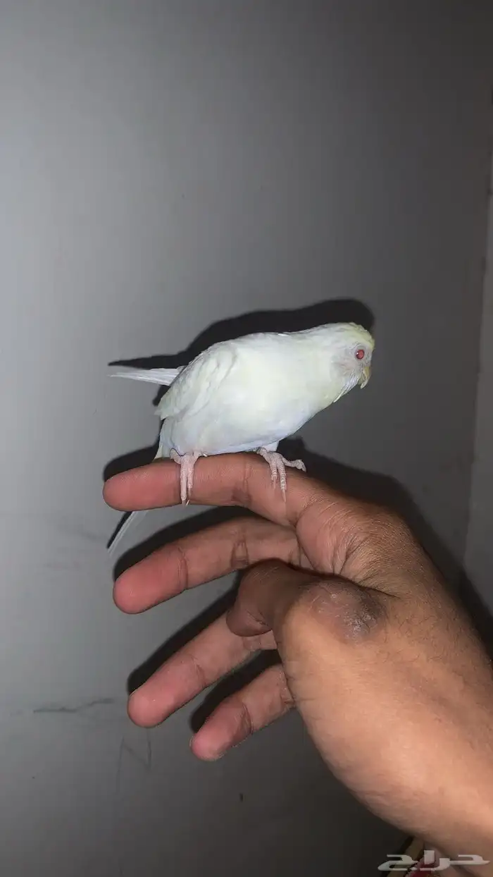 زوج بادجي 1