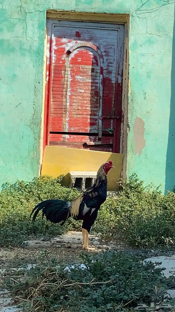 ديك مشروط ما شاء الله تبارك الرحمن 1